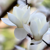 Drawer Liner Double Set | Magnolia & Lotus