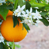 Drawer Liner Double Set | Orange Blossom