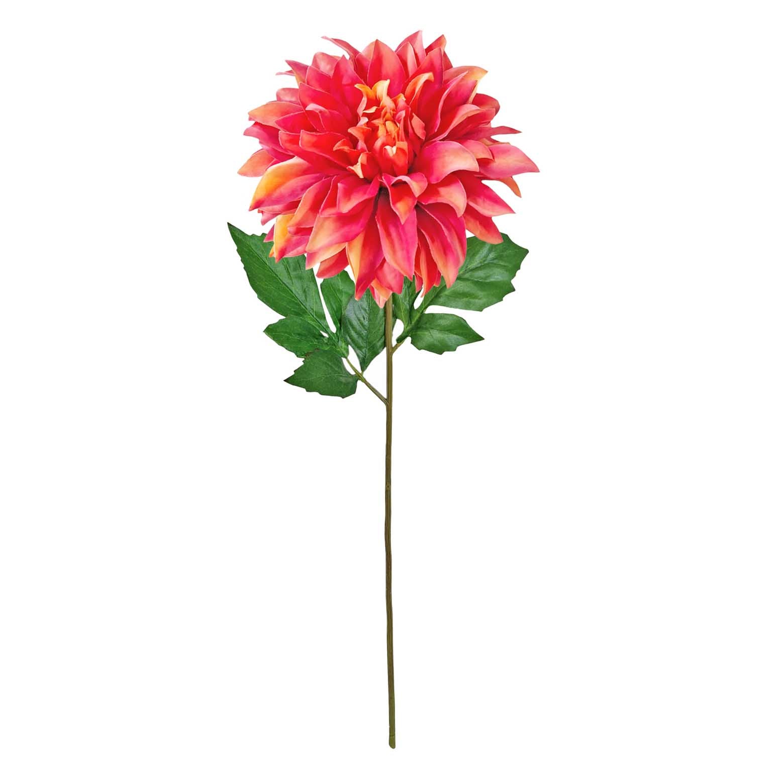 19090486_coral_1f.jpg