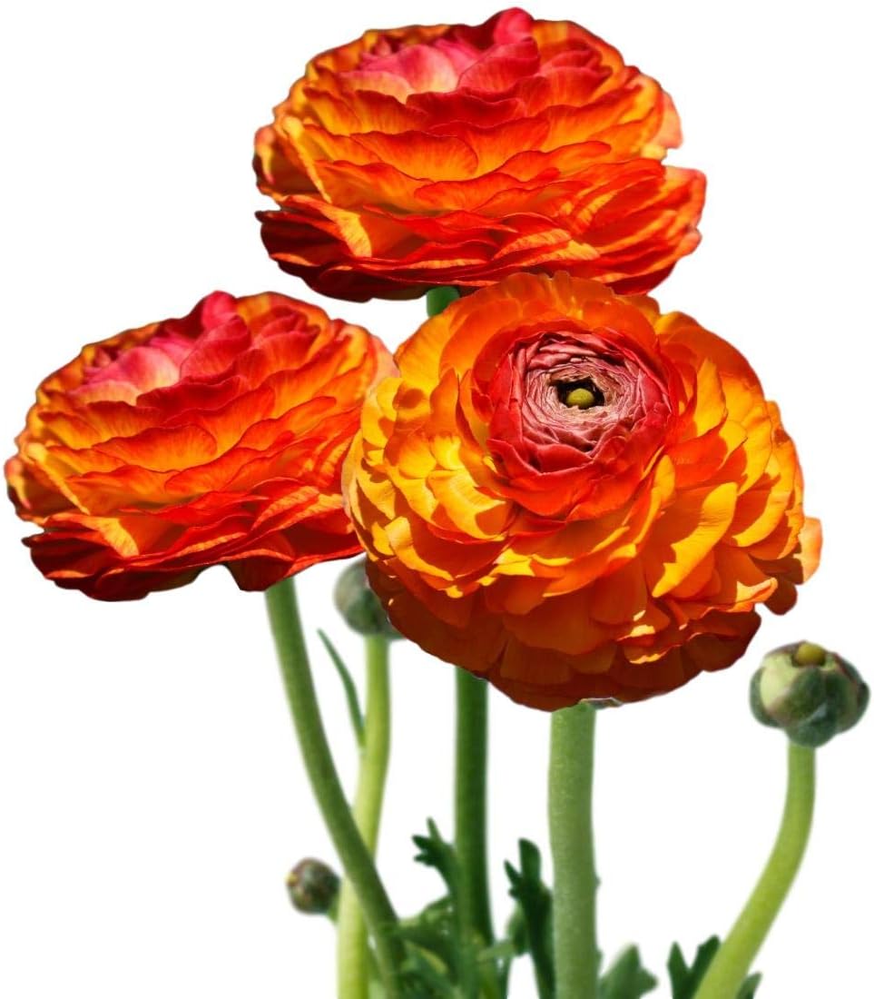 Alisons Acquisitions Large Ranunculus With Bud | Orange
