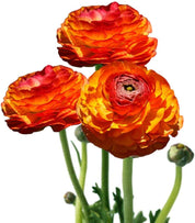 Alisons Acquisitions Large Ranunculus With Bud | Orange