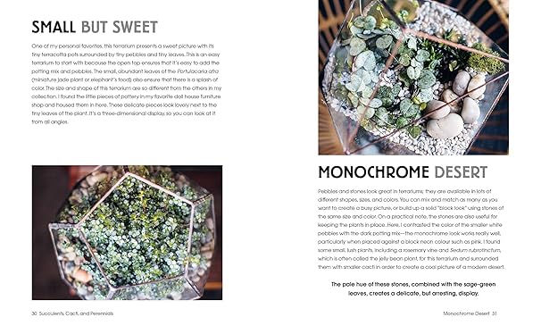 Terrarium Imaginarium Growing Succulents Cacti & More Under Glass