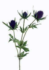 Alisons Acquisitions Winter Thistle | Violet