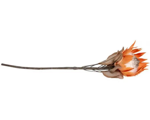 RML Dried Look Protea Large | Caramel