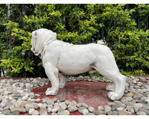 Bull Dog Statue | Fibre Clay