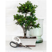 Burgeon & Ball | Japanese Pruning Scissors