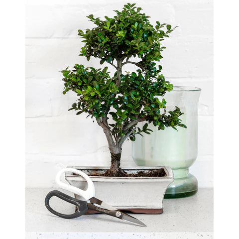Burgeon & Ball | Japanese Pruning Scissors