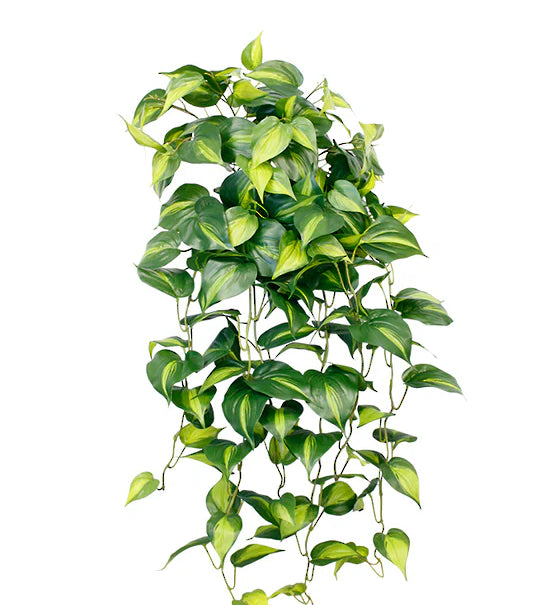 GR935_1400x_59706291-c75f-48da-81b4-0d3c6dc9db90.webp