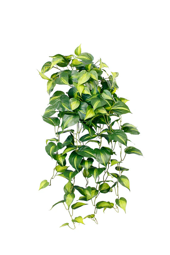 Flower System Central Stem Holland Philo Bush Hanging