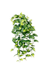 Flower System Central Stem Holland Philo Bush Hanging