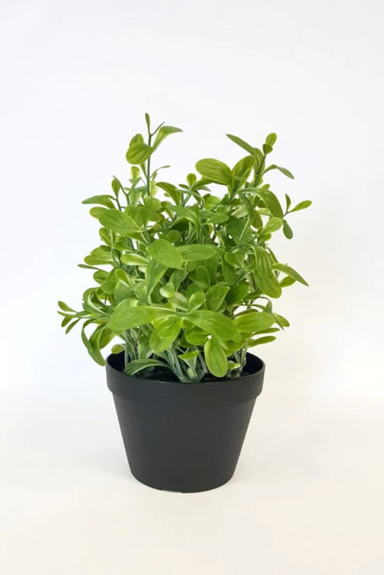 Flower Systems Golden Sage Bush H30cm
