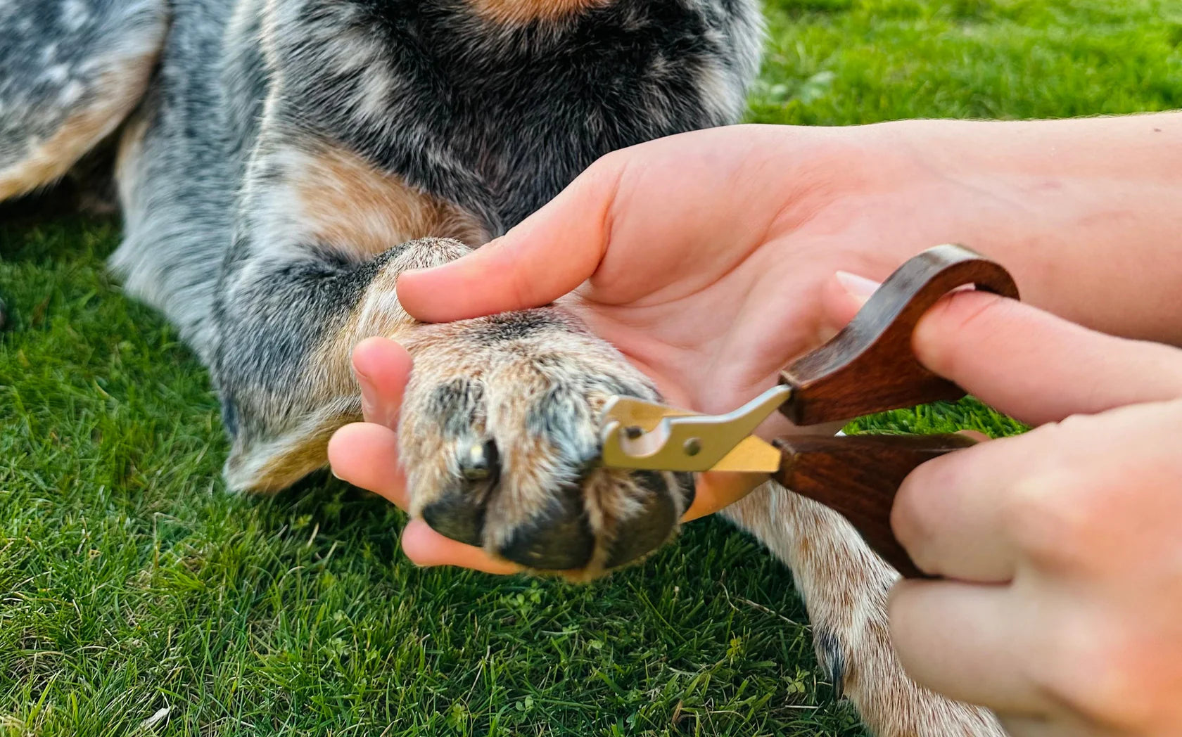 Hairy Nail Scissors | Small