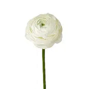 Alisons Acquisitions Large Ranunculus With Bud | White