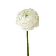 Alisons Acquisitions Large Ranunculus With Bud | White