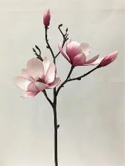Alisons Acquisitions Soulangeana Magnolia Branch | Bi Colour