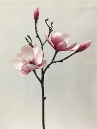 Alisons Acquisitions Soulangeana Magnolia Branch | Bi Colour