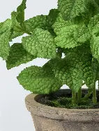 Artificial Herb Pot | Mint