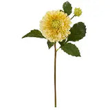 Alisons Acquisitions Pom Pom Dahlia | Butter