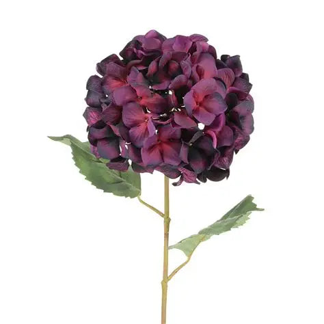 Alisons Acquisitions Italian Hydrangea | Orchid