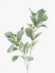 Alisons Acquisitions Lambs Ears | Grey Green