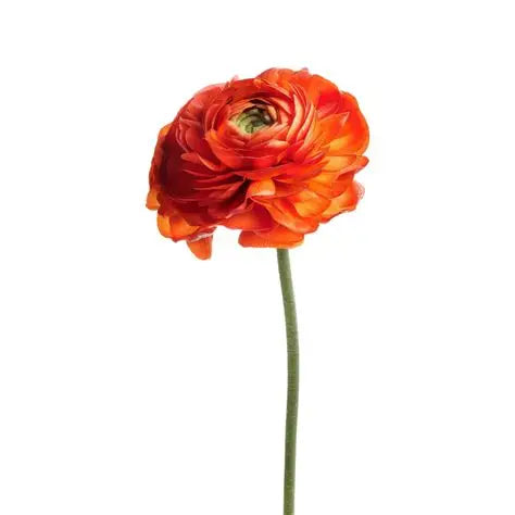 Alisons Acquisitions Large Ranunculus With Bud | Orange