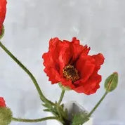 Alisons Acquisitions Iceland Poppy | Flame