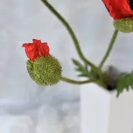 Alisons Acquisitions Iceland Poppy | Flame