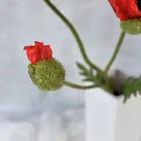 Alisons Acquisitions Iceland Poppy | Flame