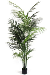 Potted Areca Palm | 2.1m