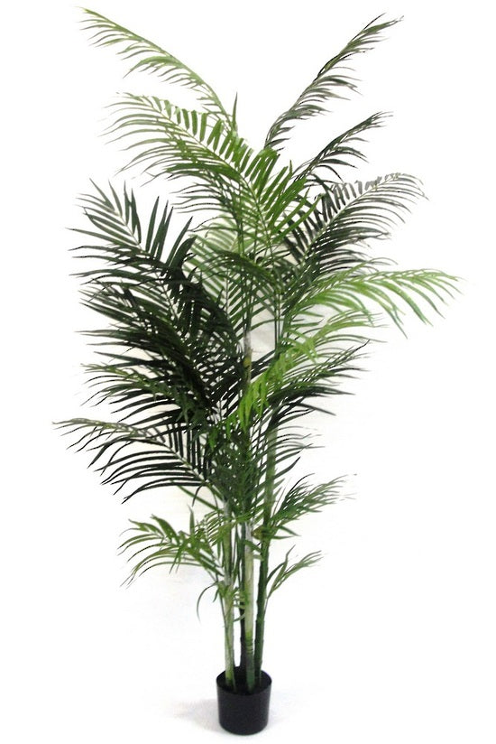 Potted Areca Palm | 2.1m