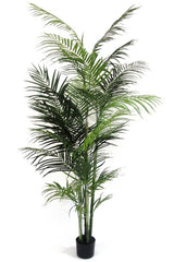 Potted Areca Palm | 2.1m