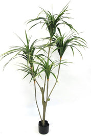 Potted Yellow Edge Yucca 1.5m