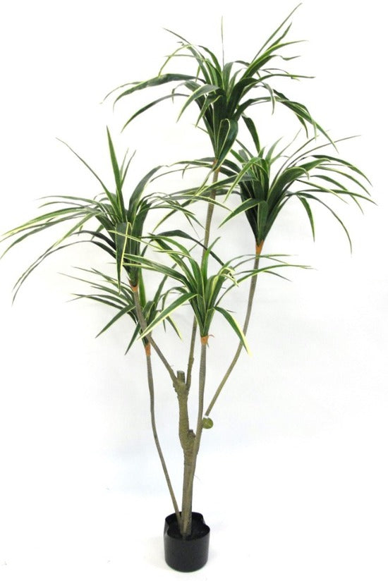 Potted Yellow Edge Yucca 1.5m