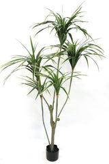 Potted Yellow Edge Yucca 1.5m