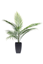 Potted Areca Palm 75cm