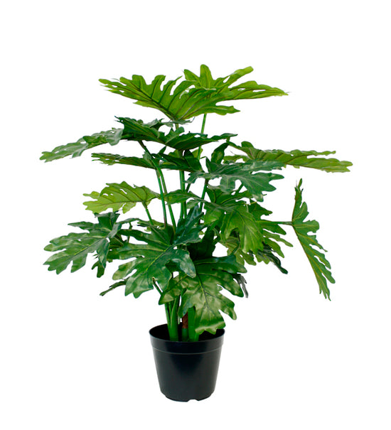 PL160SelloumPhiloPotted66cm.jpg