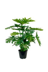 Artificial Philo Potted Plant