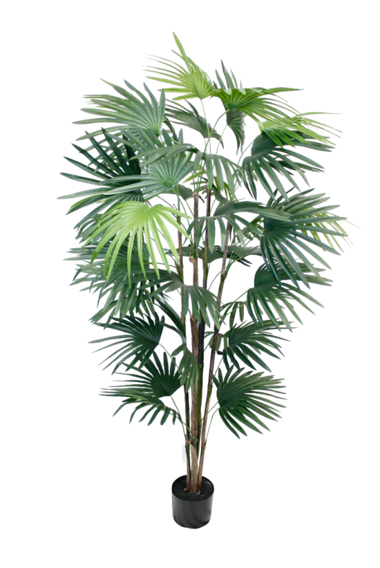 Flower Systems Fan Palm | 1.5m