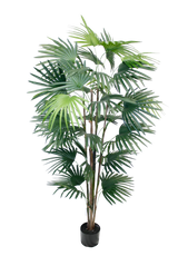 Flower Systems Fan Palm | 1.5m
