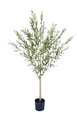 Potted Olive Tree  180cm
