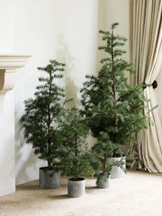 French Country Potted Fraser Fir Tree | X-Small