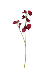 Sweet Pea Beauty