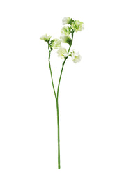 Sweet Pea Cream