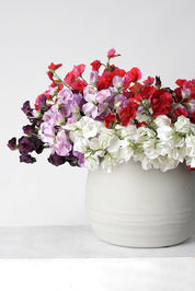 Sweet Pea Cream