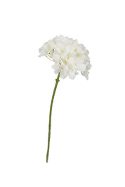 Winter Hydrangea | White