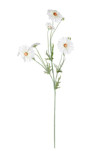 Daisy Spray White