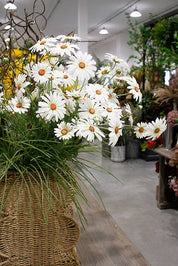 Daisy Spray White
