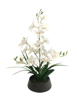 Dendrobium Nobile Orchid in Black Pot