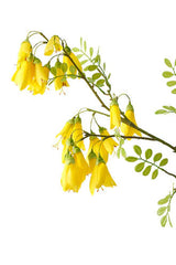 Alisons Acquisitions Artificial Kowhai Stem | Yellow