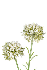 Flower Systems Mini Allium Cream | 46cm
